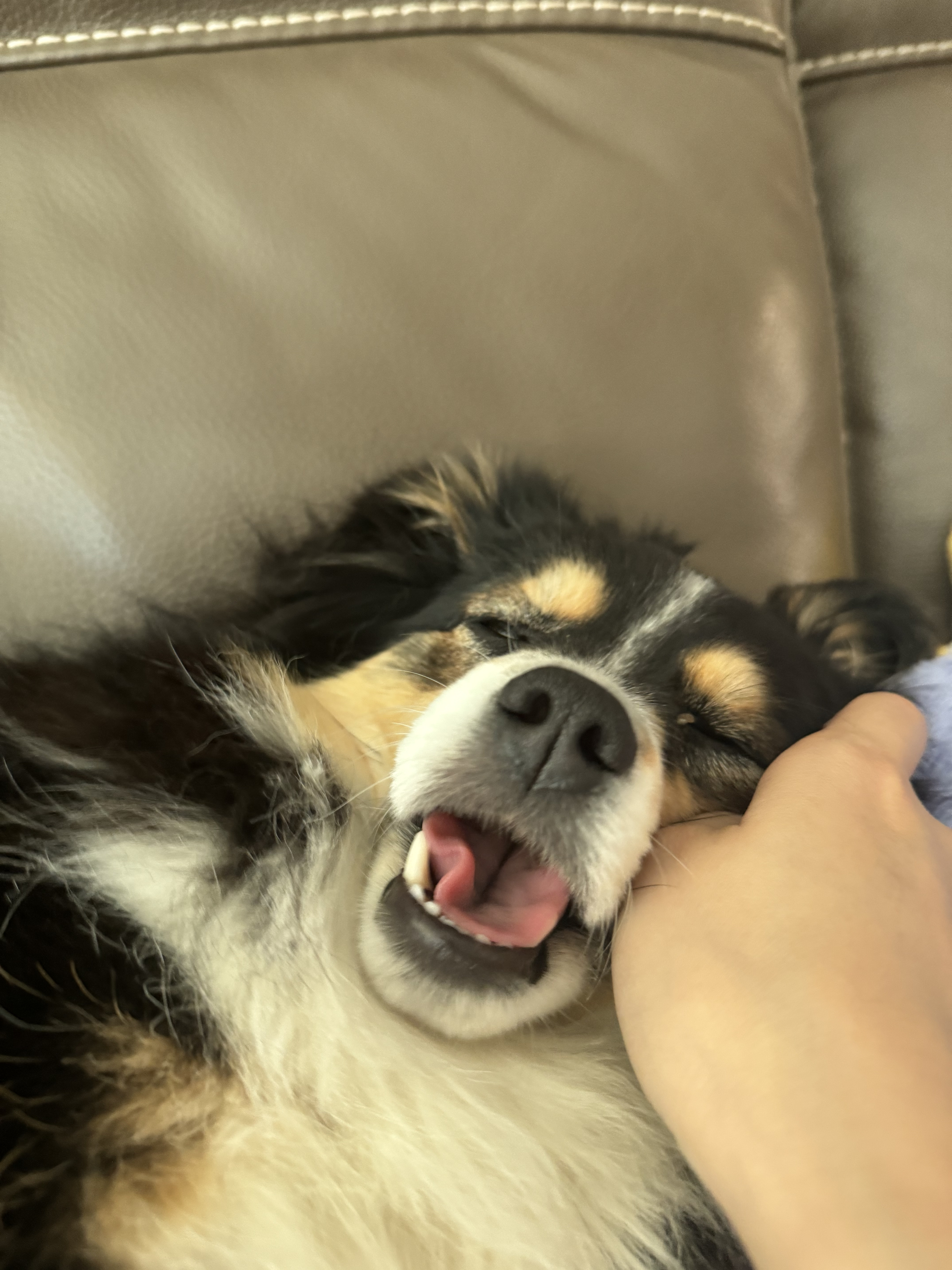 Angela's dog getting belly rubs on the couch